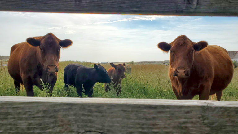Two red Angus mama cows with their calves in a field