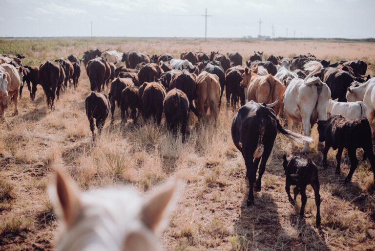 cattle herd moving away with blurry horse ears in foreground