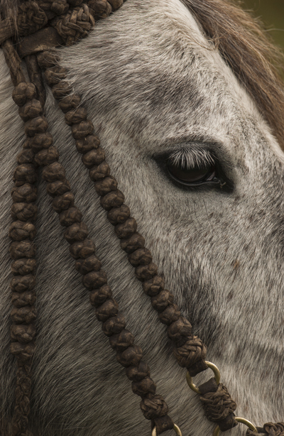 AC-Frontiers-SpecialBreed-ChagrasCattle-knottedbridle-4
