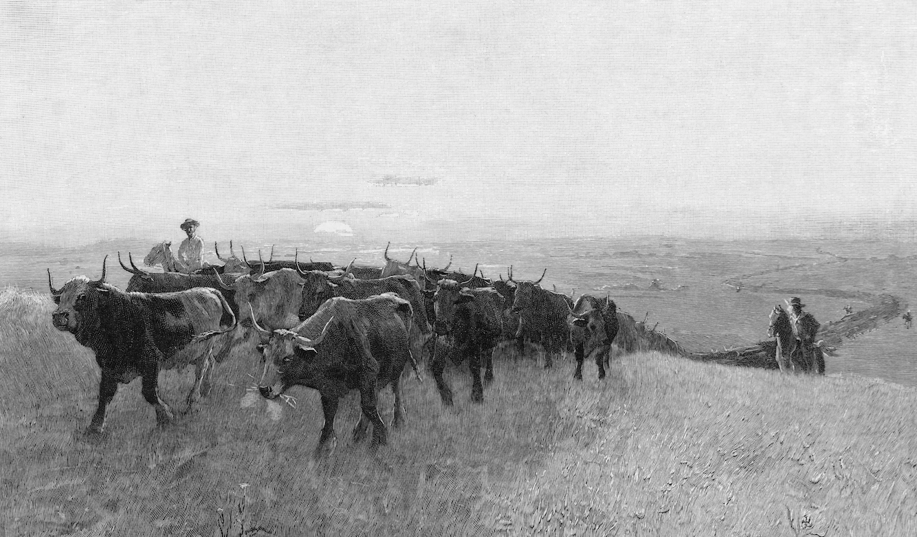 Cowboys and Cattle Drives - Bill of Rights Institute