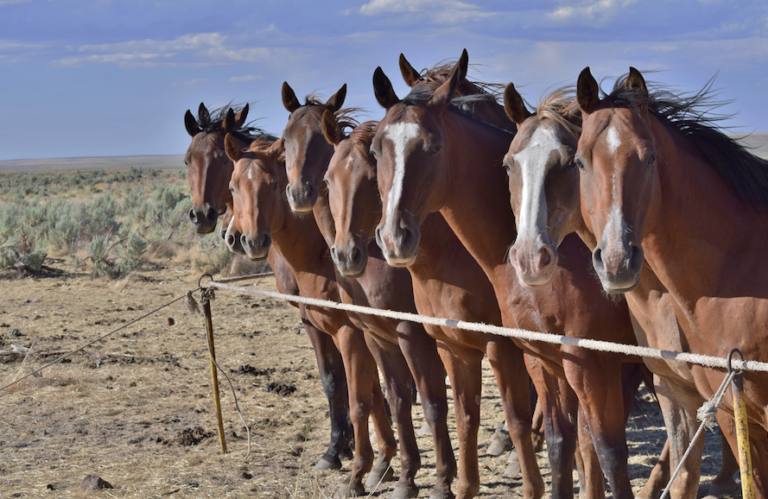 spanish ranch remuda