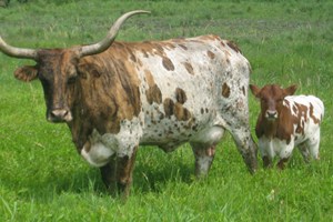 Popular U.S. Cattle Breeds