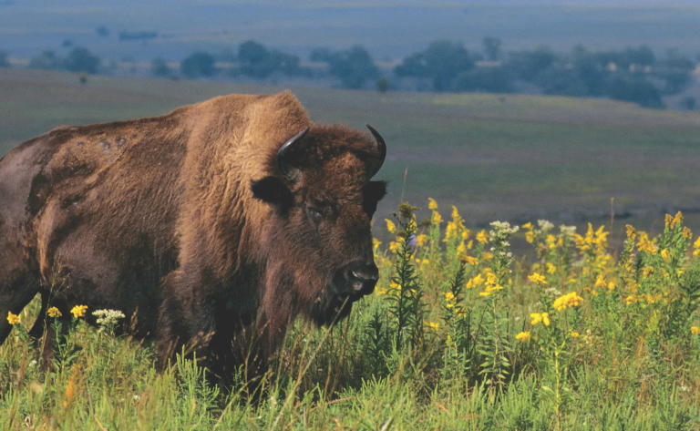 The Last Prairie Header