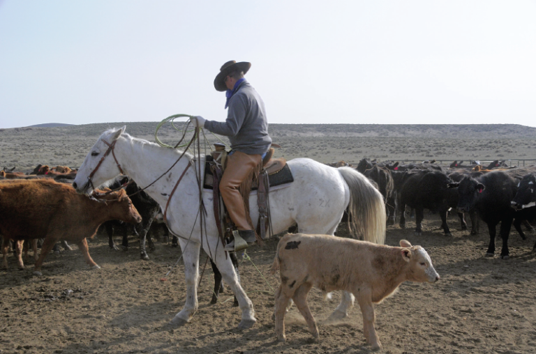 ZXRanch
