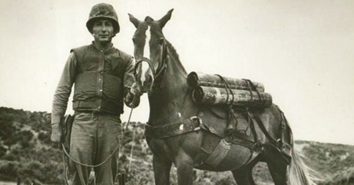 Why are horses not afraid of war?