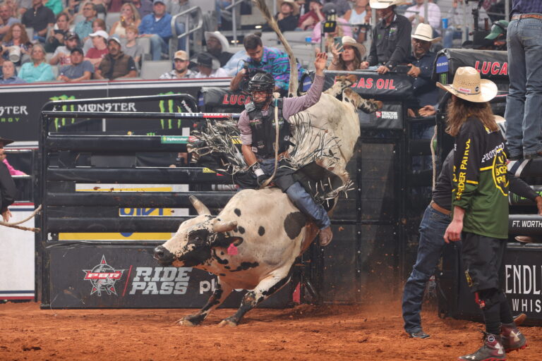 Bull Stock Media